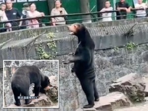 IMÁGENES: Zoológico chino niega que uno de sus osos sea un humano disfrazado