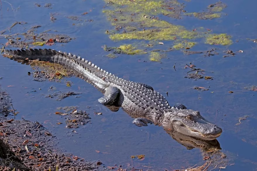 “Solo en Florida”: Le sacó una FOTO a un caimán y los usuarios advirtieron algo sorprendente en la imagen