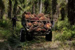 Régimen madurista cede a peticiones de palmicultores tras varios días en paro