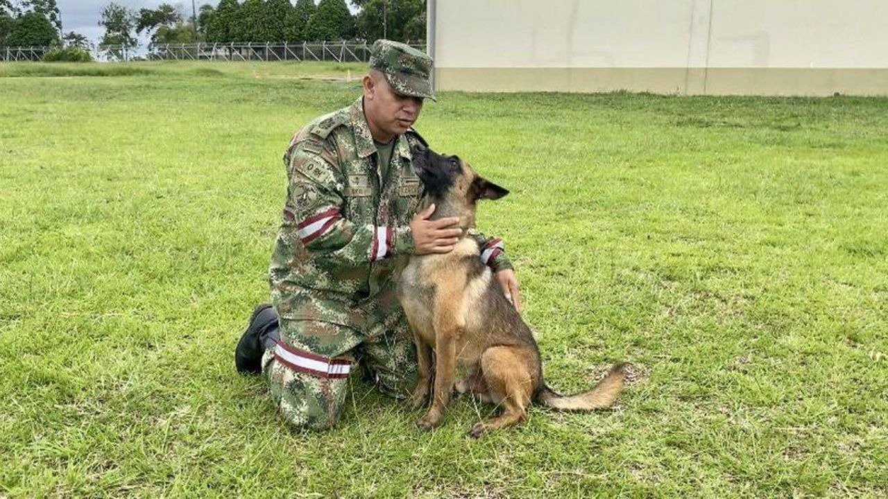 ¿Será Wilson? Circula nuevo VIDEO de un perro idéntico al perdido en la selva del Guaviare