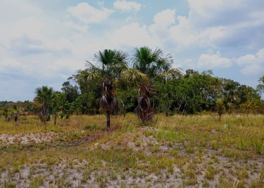 Guerrilla del ELN sostiene la extracción ilegal de coltán en Amazonas, casa del pueblo Jivi