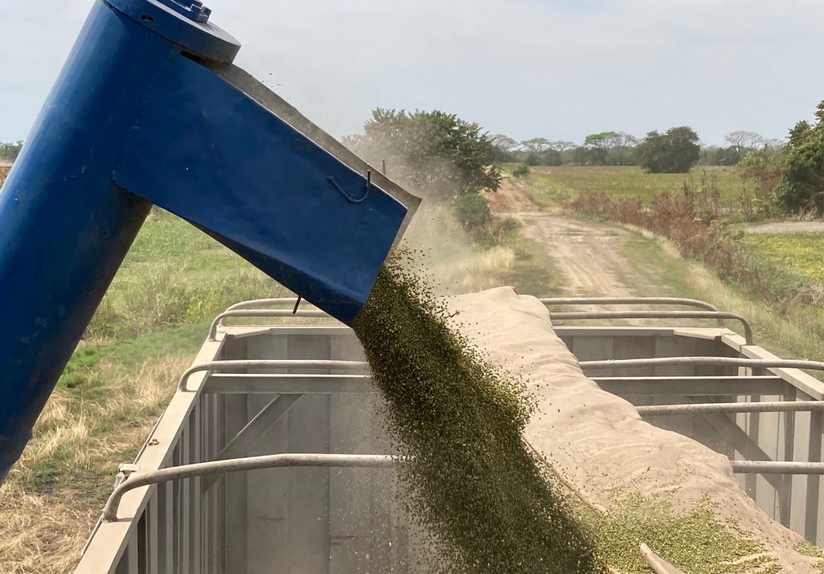 Cayó dramáticamente la producción del frijol chino que Venezuela exporta a mercados de Asia