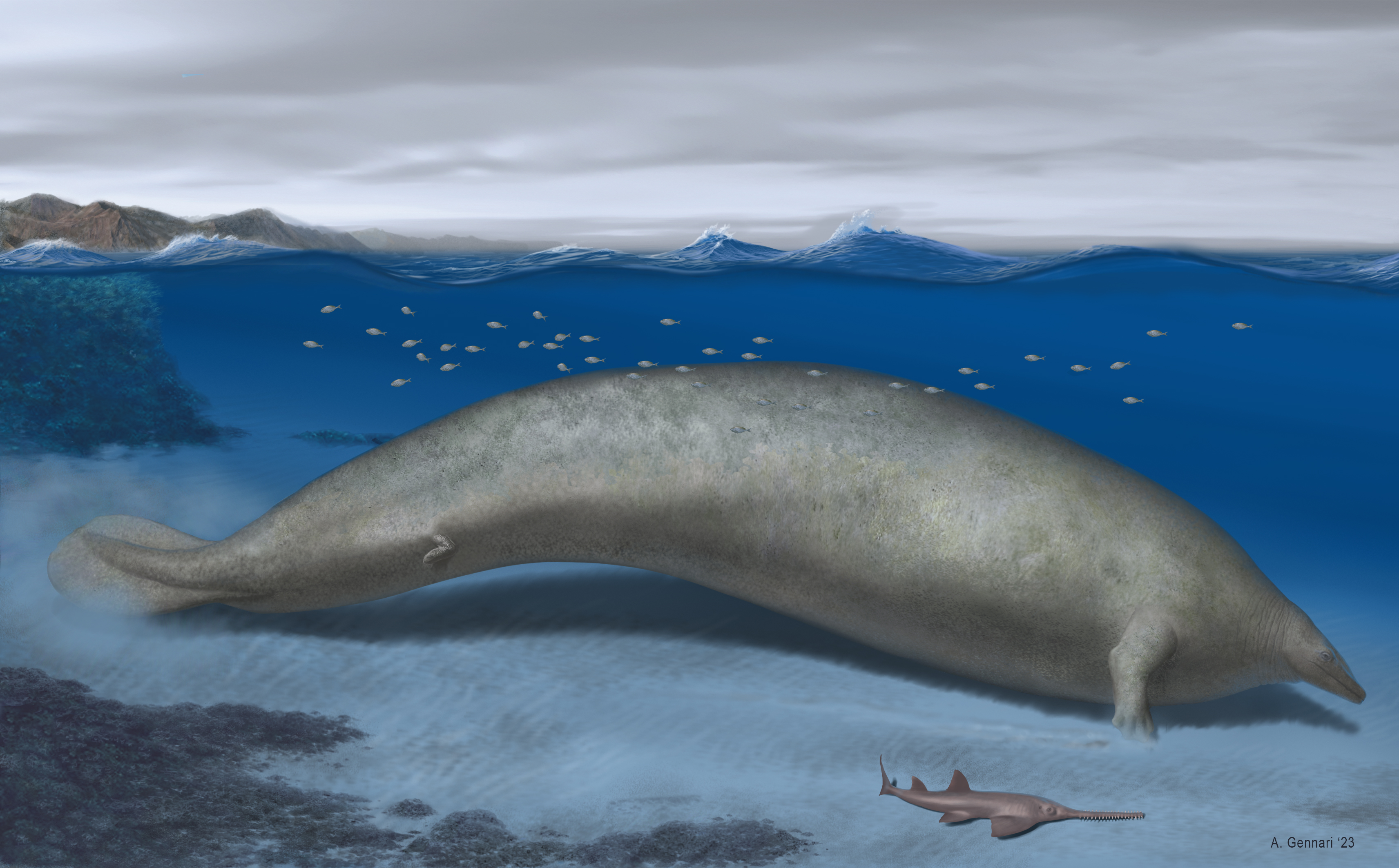 Ancestro peruano de la ballena azul podría ser el animal más pesado de todos los tiempos
