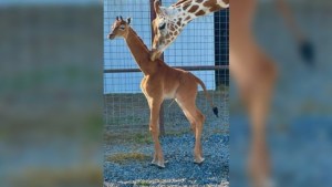 Una extraña jirafa bebé nace sin sus manchas características en zoológico de Tennessee (FOTO)