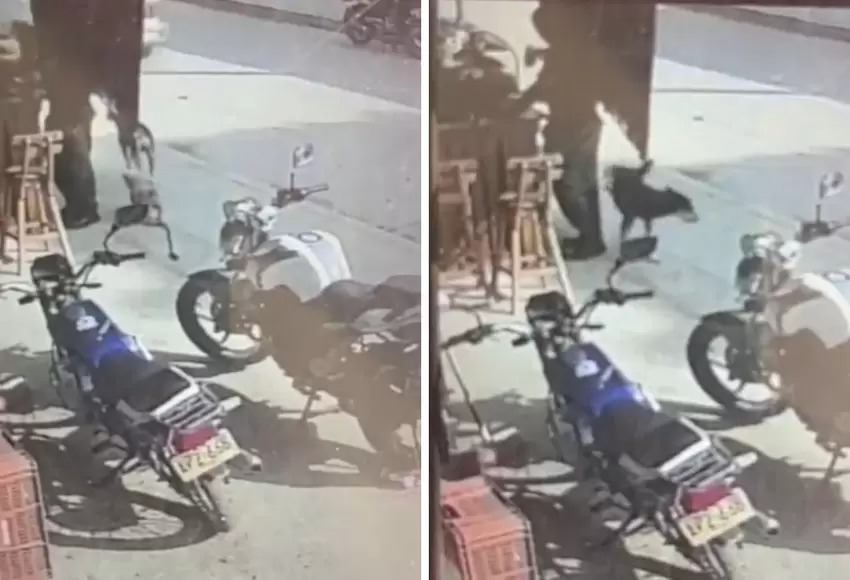 VIRAL: Perros orinan a un policía que estaba tomando refresco en la calle… y el uniformado no se da cuenta (VIDEO)