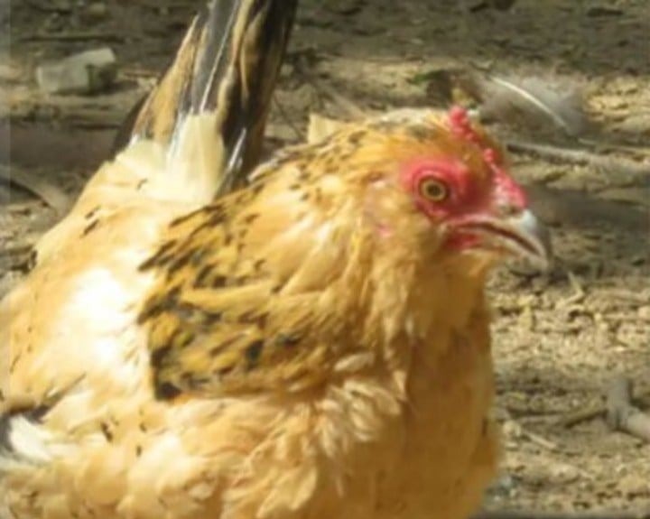 La gallina más vieja del mundo es estadounidense y tiene esta edad