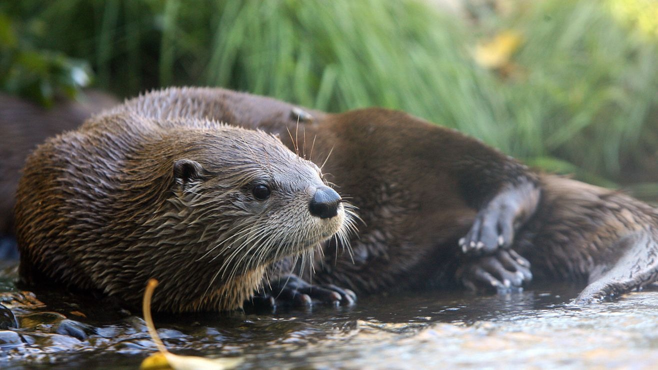 Ataque salvaje en Florida: Nutria desencadenó su ira contra un hombre al morderlo más de 40 veces