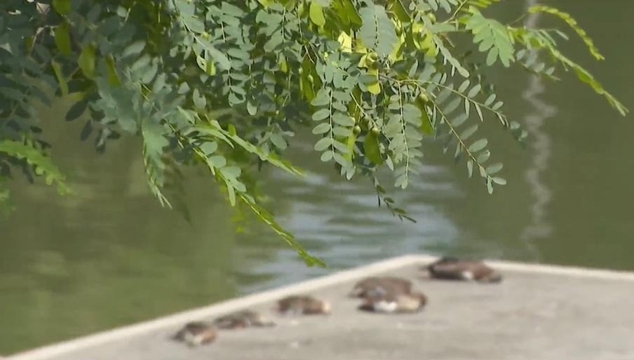Misterio en Los Ángeles: Docenas de patos muertos aparecen en la orilla de un lago