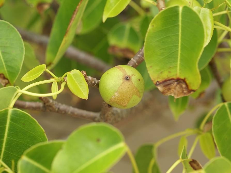 En qué regiones de Latinoamérica crece el peligroso “árbol de la muerte”