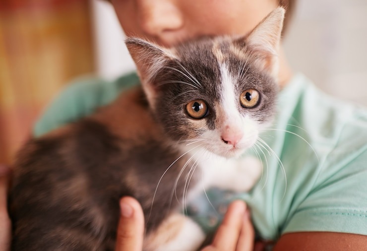 Por qué los gatos se lanzan a correr de repente