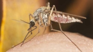Polémico VIDEO de mosquitos que tienen números de serie abrió las teorías paranoicas