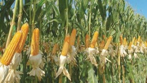 Arranca cosecha de maíz, pero el precio de referencia no es rentable para los productores