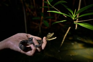 La inesperada invasión de caimanes en Estados Unidos y su lucha por erradicarlos