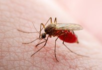 ¿Por qué el cambio climático facilita el crecimiento de la malaria?