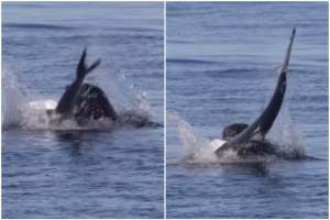 El impactante VIDEO en que un lobo marino se devora a un tiburón azul en California