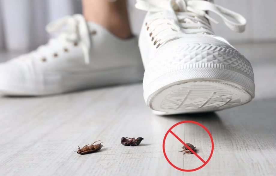 ¿Por qué nunca se debería aplastar a una cucaracha?