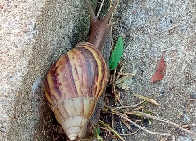 En San Rafael de Laya en Guárico temen proliferación de enfermedades por invasión de caracoles africanos