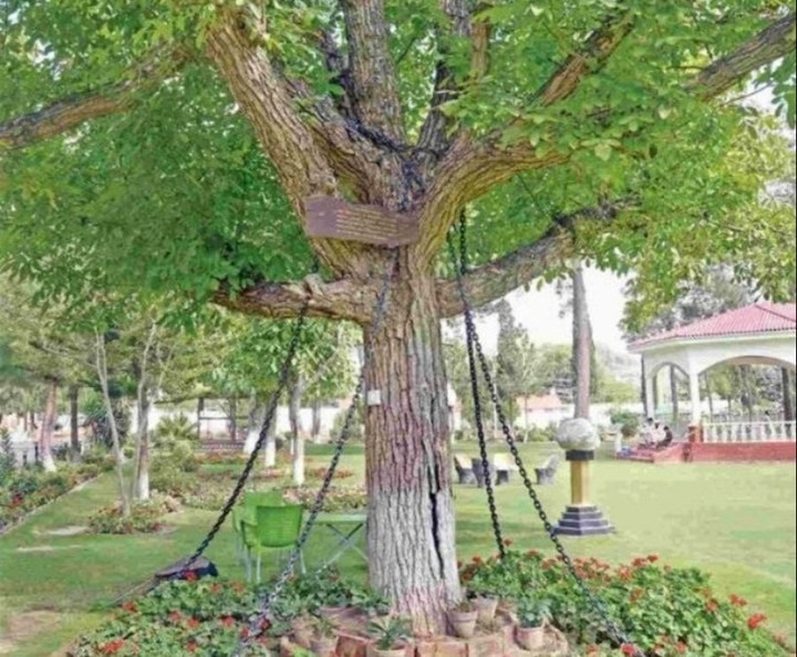 La historia del árbol que fue arrestado y lleva 125 años preso y encadenado