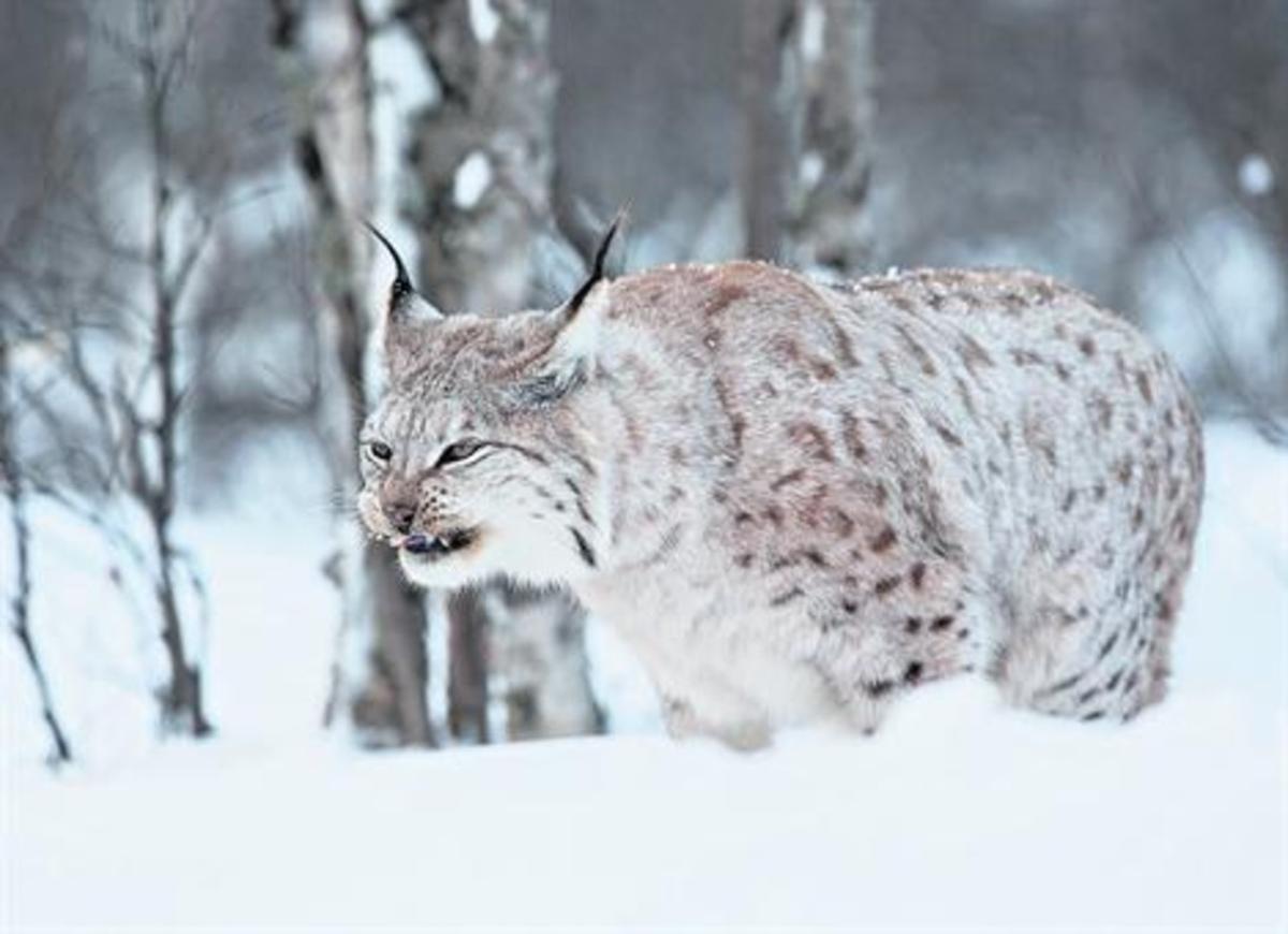 Las bajas temperaturas en Noruega dejan a decenas de animales congelados (VIDEO)