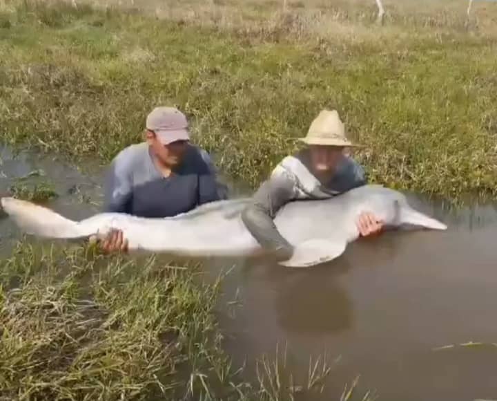 Video de tonina rescatada fue un hecho que ocurrió en Apure en el año 2021