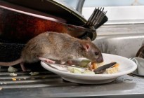 ¿Cómo eliminar los ratones de la casa sin necesidad de utilizar venenos?