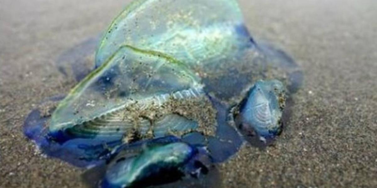 ¡Cuidado! Aparecen en playas de California criaturas nunca vistas