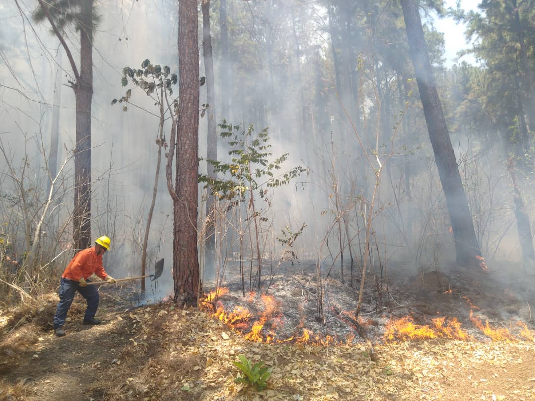 Por qué la mayoría de los incendios que se están registrando en Venezuela son provocados, según ingeniero forestal