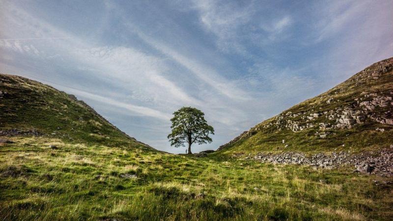 Cómo lograron revivir en un sitio secreto el icónico “árbol de Robin Hood”