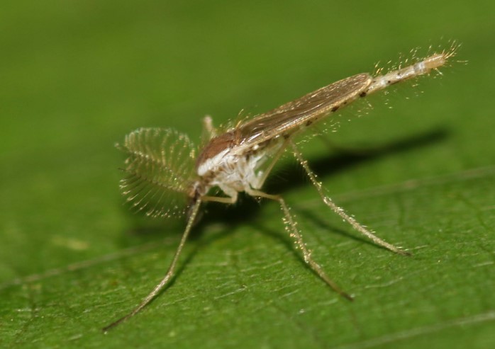 Confirman por primera vez que hubo mosquitos fantasma en Nueva Zelanda
