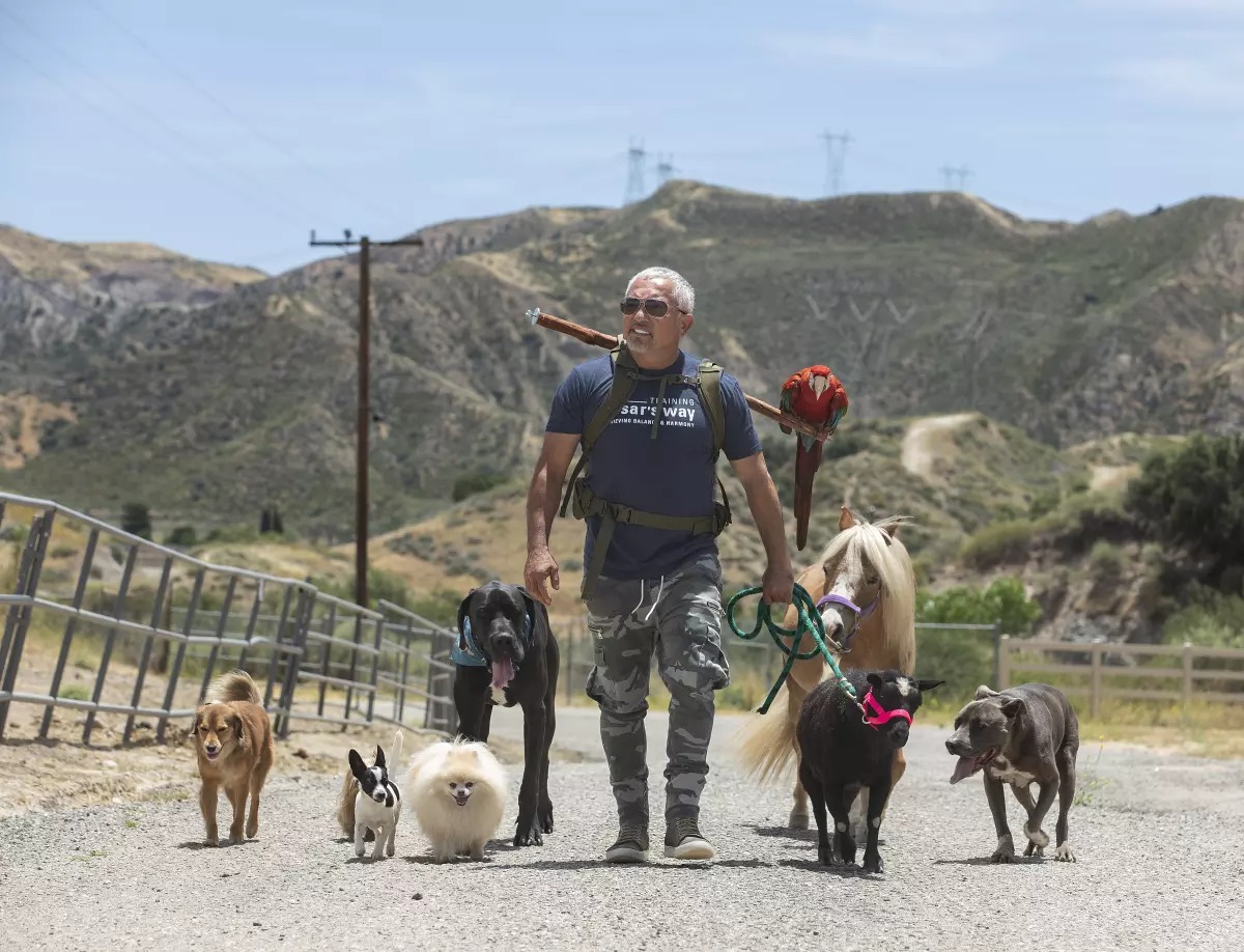 La historia de César Millán, el “Encantador de Perros”: de migrante ilegal a triunfar en EEUU