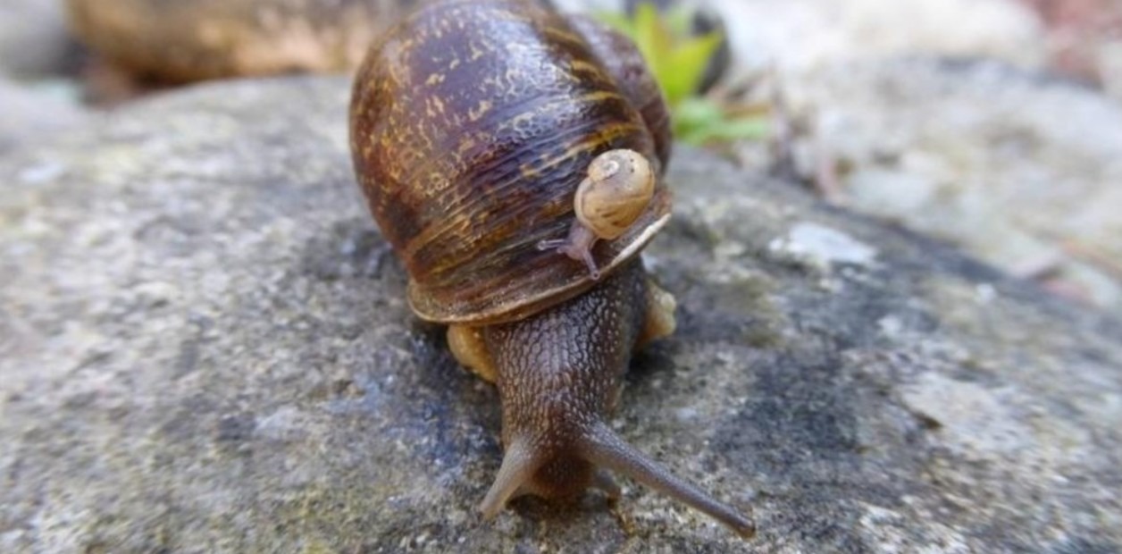 La increíble historia real de Jeremy, el caracol zurdo al que se le buscó pareja por todo el mundo