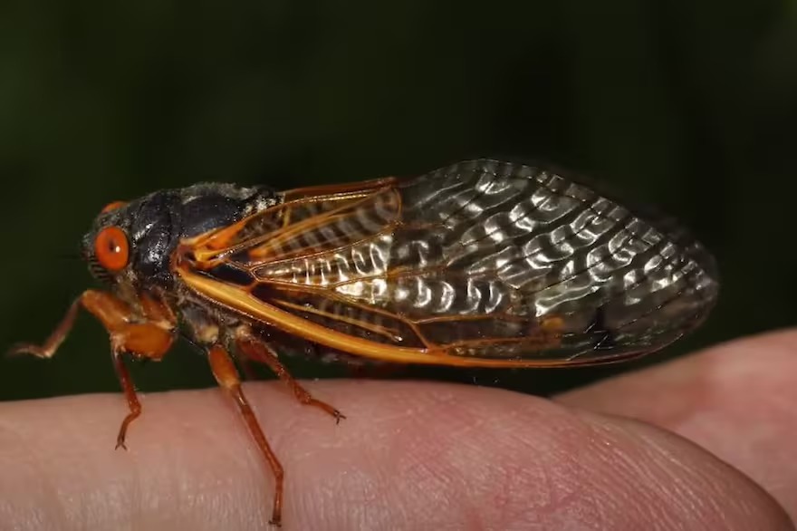 Por qué esta plaga de insectos que invadió Chicago puede convertirse en “zombie”