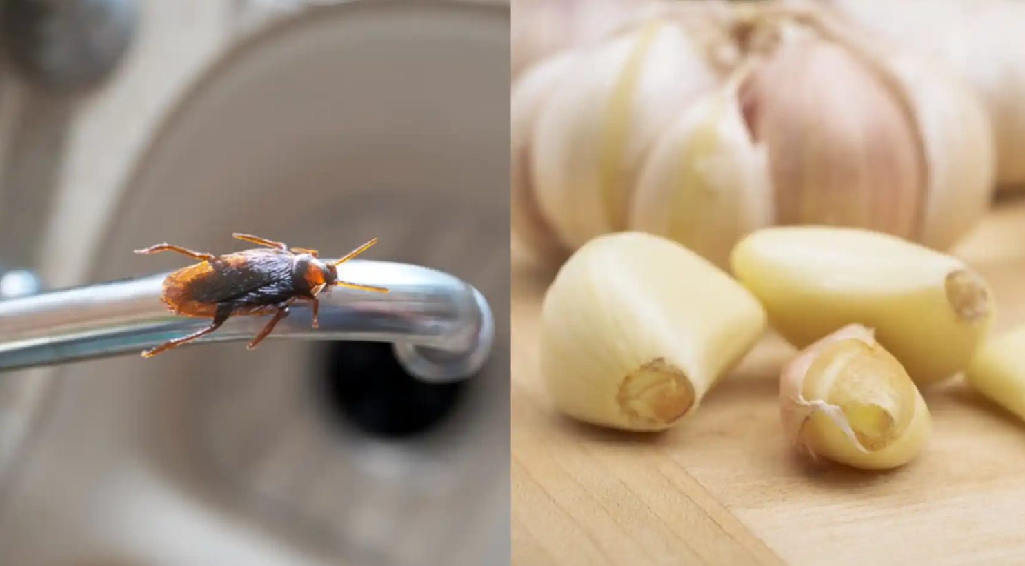 El truco del ajo para acabar para siempre con las cucarachas