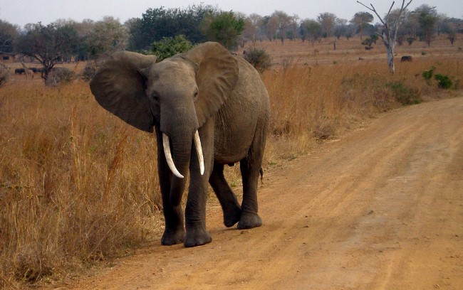 Un turista español muere en Sudáfrica pisoteado por un elefante