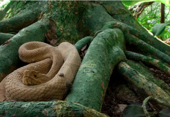 Cómo es la isla de Brasil cerrada para el turismo por la invasión de serpientes venenosas