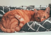 ¿Por qué los gatos tienden a huir para morir fuera de casa? Esto aseguran los expertos