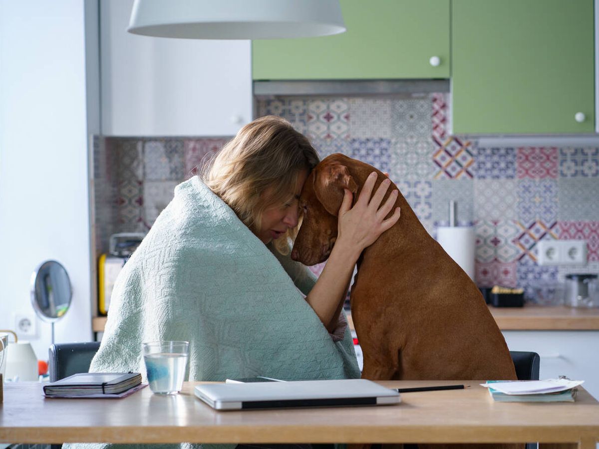 Estudio constató que los perros se vuelven más negativos al oler el estrés humano