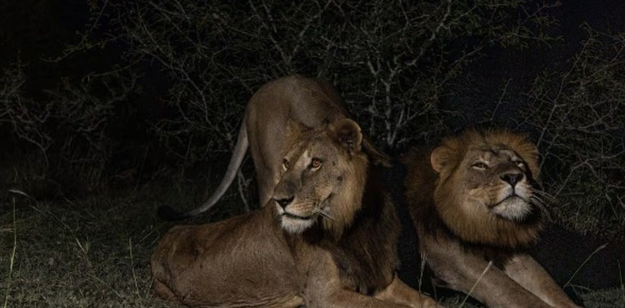 Los dos leones más valientes del mundo: cruzaron a nado un río plagado de cocodrilos para buscar el amor (VIDEO)