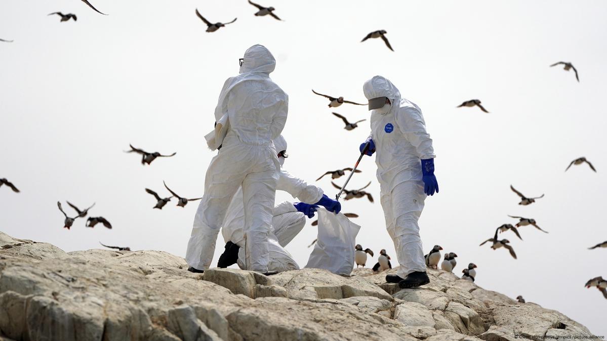 Detectan el virus de la gripe aviar “altamente patógeno” en gaviotas en Portugal