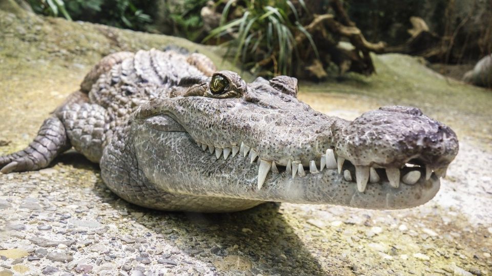 Capturan cocodrilo con restos de un turista en su interior; la víctima tenían alerta de búsqueda