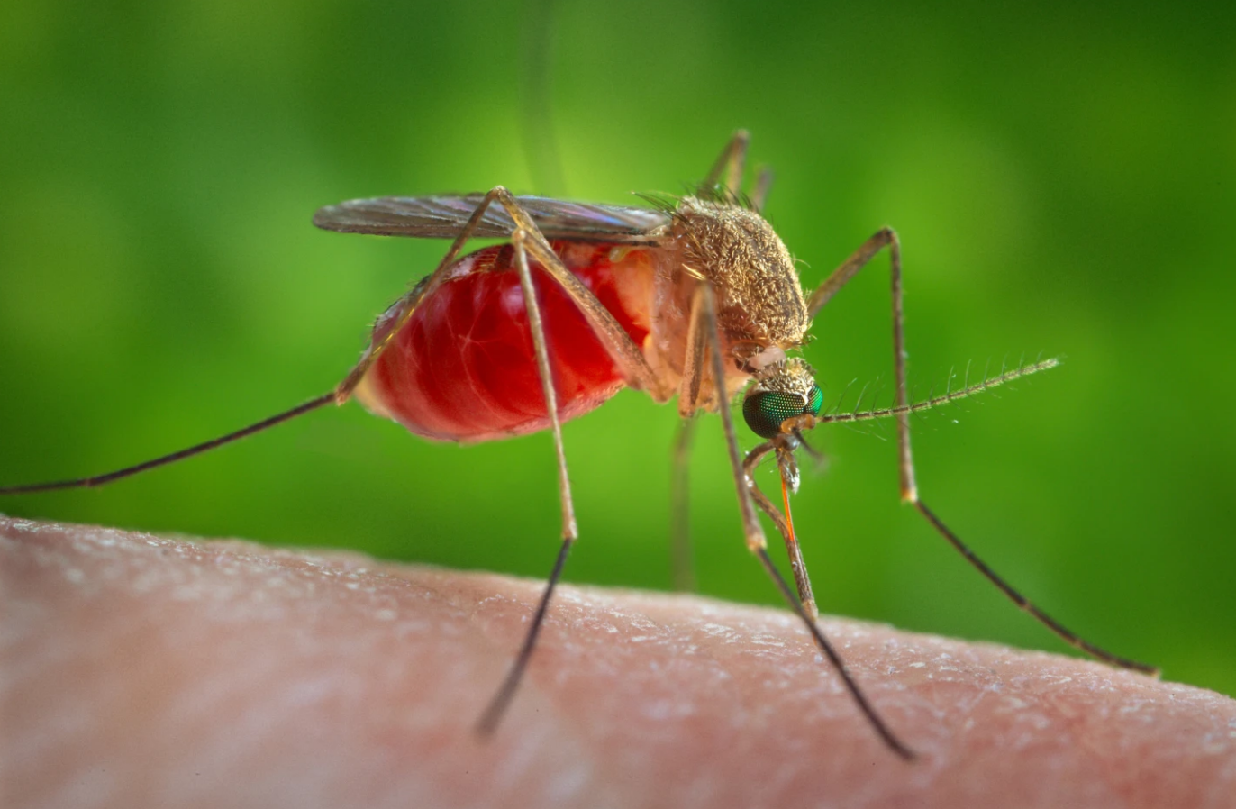 Qué debes saber sobre el virus oropouche, también conocido como “fiebre del perezoso”