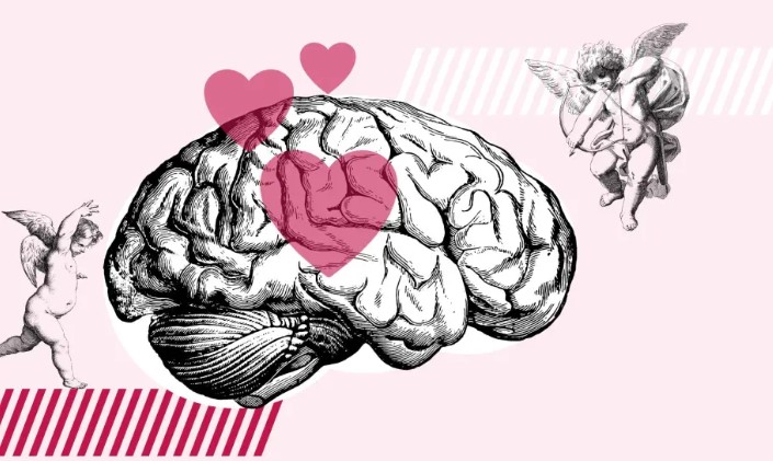 Un estudio desvela dónde reside el amor en el cerebro y cómo se activa