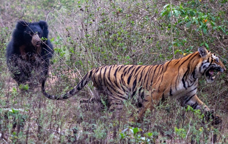 La increíble reacción de un oso cuando está a punto de ser comido por un tigre