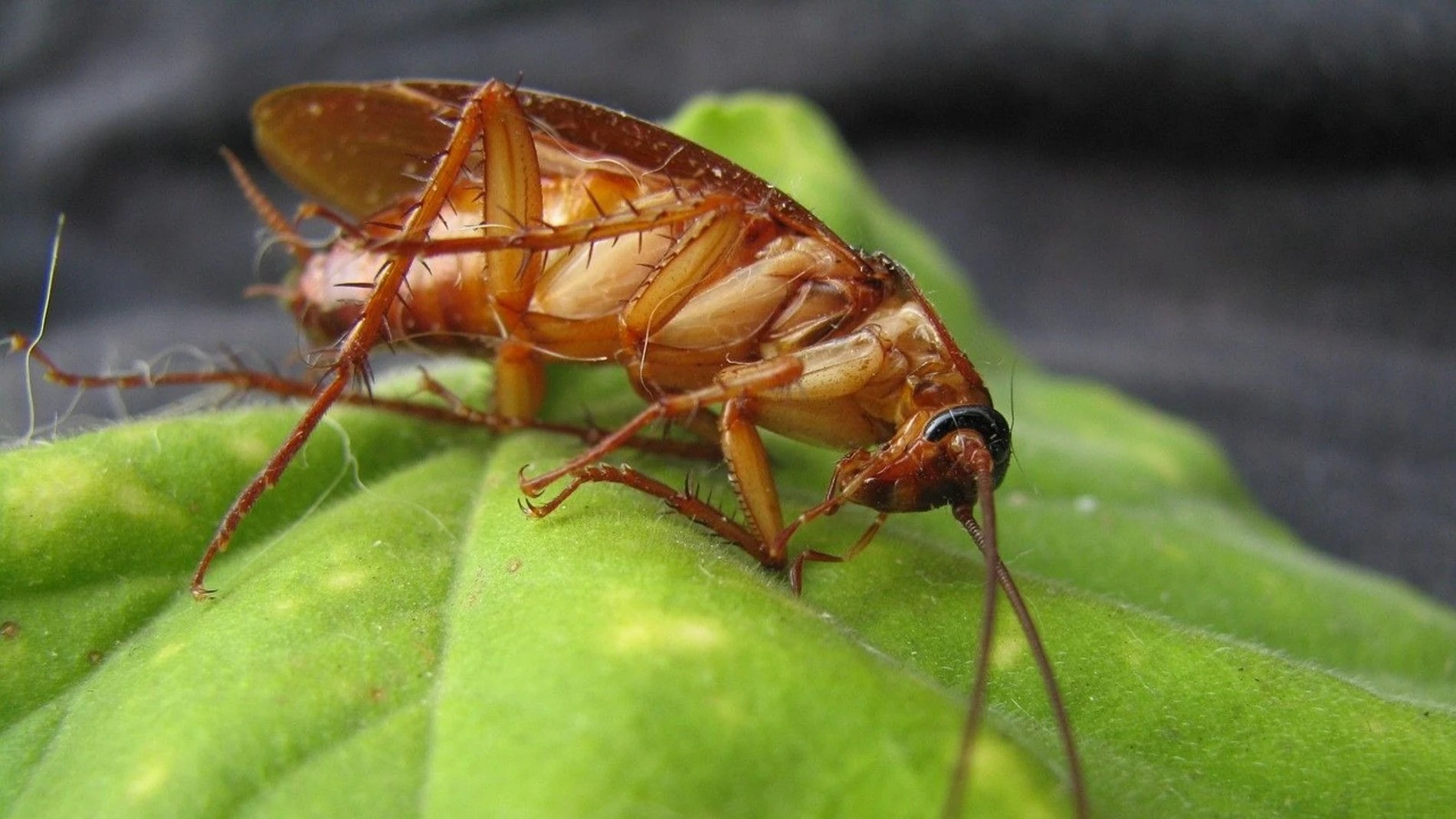 Saca esta planta de casa si no quieres que te invadan las cucarachas