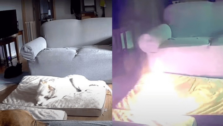 VIDEO: Perro mordió una batería de litio y provocó enorme incendio en casa de Oklahoma