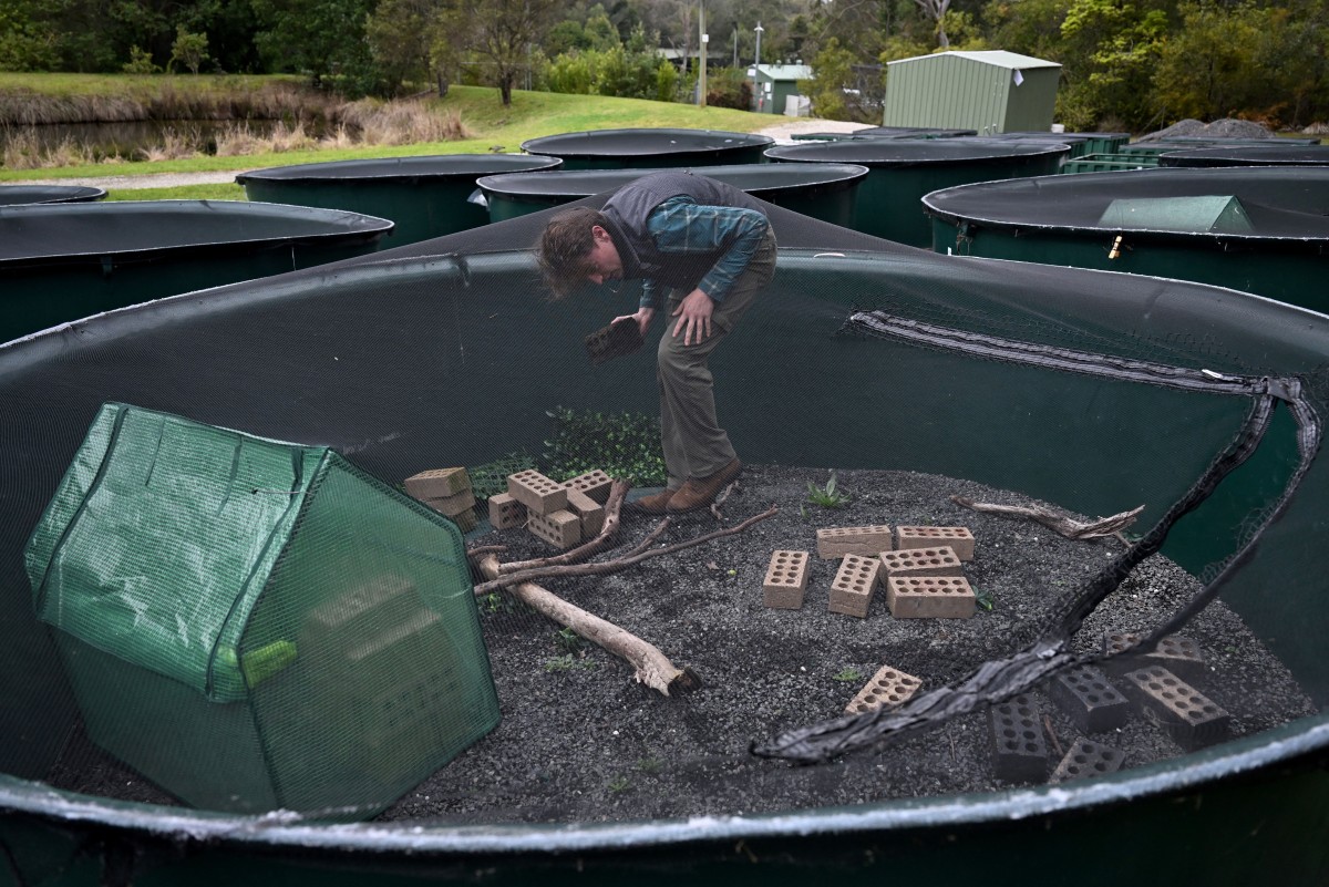 Saunas para ranas australianas amenazadas por un hongo letal