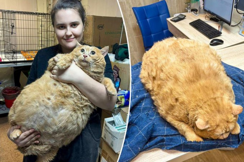 VIRAL: gatito de 17 kilos fue puesto a dieta tras comer galletas y conmover las redes sociales