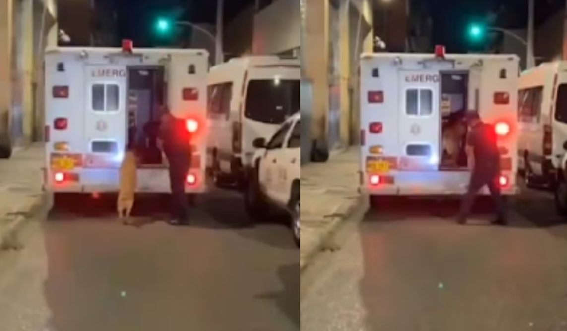 Conmovedor VIDEO: perrito corrió detrás de la ambulancia en la que iba su amo y logró lo inesperado