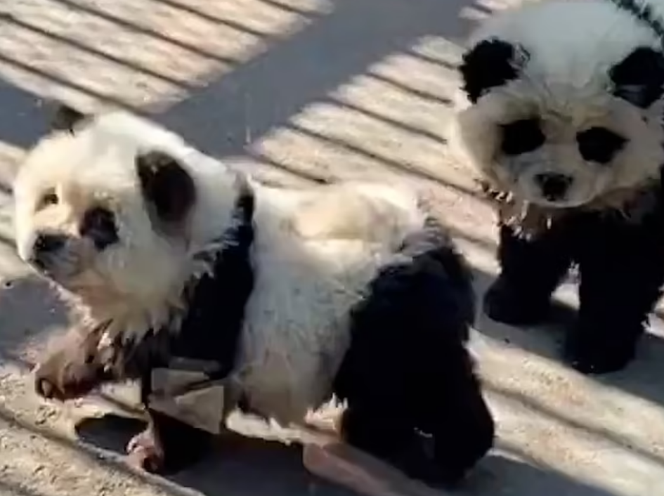 VIRAL: zoológico se metió en problemas cuando descubrieron que sus “pandas” ladraban y daban la pata