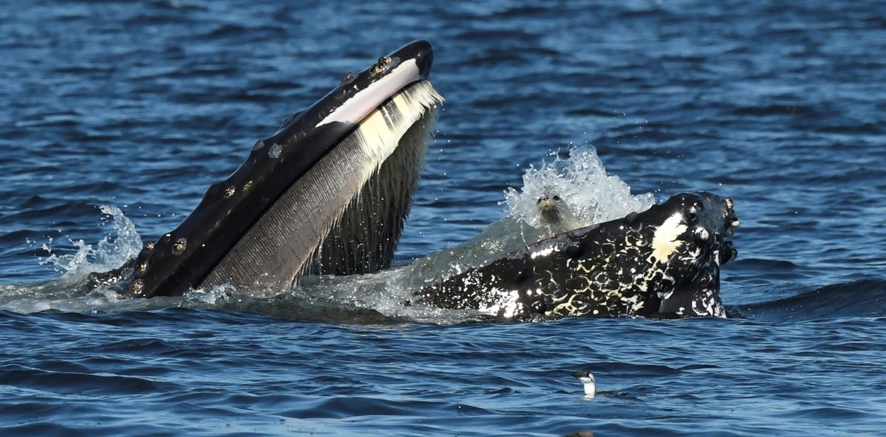 Captaron un hecho insólito: una foca terminó en la boca de una ballena en Washington (VIDEO)